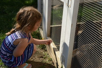 Feeding Chickens12